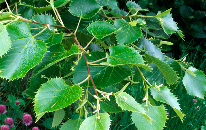 Tilia henryana - © Noun/MAP