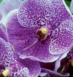 Vanda "Indigo Pride" - © MAP