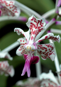 Vanda tricolor suavis - © MAP