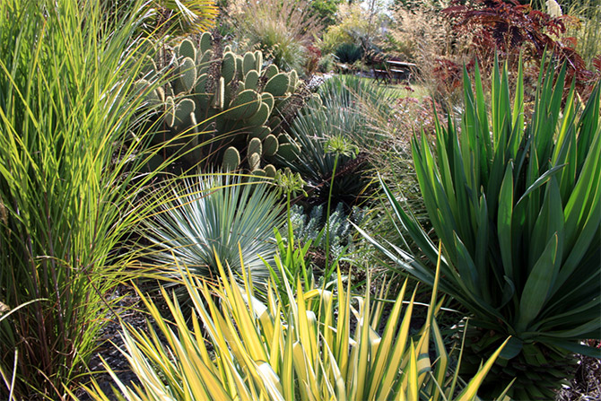 Yucca - © S. Guillet