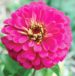 Les zinnias mais aussi les cosmos et les roses d'Inde égayent le potager © Snezana Gerbault