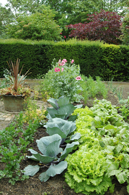 Les fleurs se mêlent volontiers aux légumes du potager. - © Snezana Gerbault