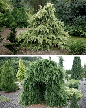 Encyclopedia of conifers 