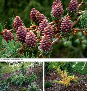 Encyclopedia of conifers 