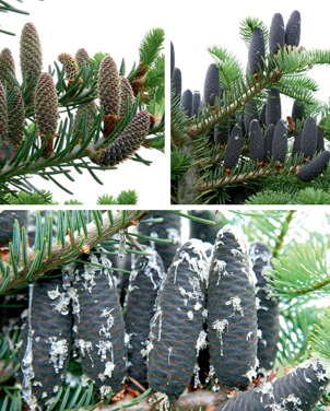 Encyclopedia of conifers 