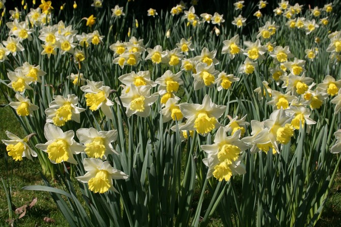 Les jonquilles envahissent les jardins dès les beaux jours © JF Coffin