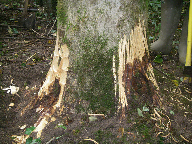 Nécroses corticales parfois chancreuses, associées à une coloration grise du bois sous-jacent : des symptômes de la chalarose du frêne - © C. Husson - INRA