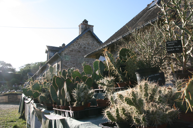 Opuntia - © J.-F. Coffin