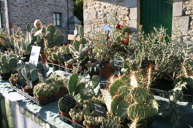 Opuntia - © J.-F. Coffin