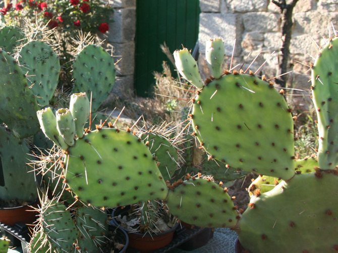 Opuntia - © J.-F. Coffin