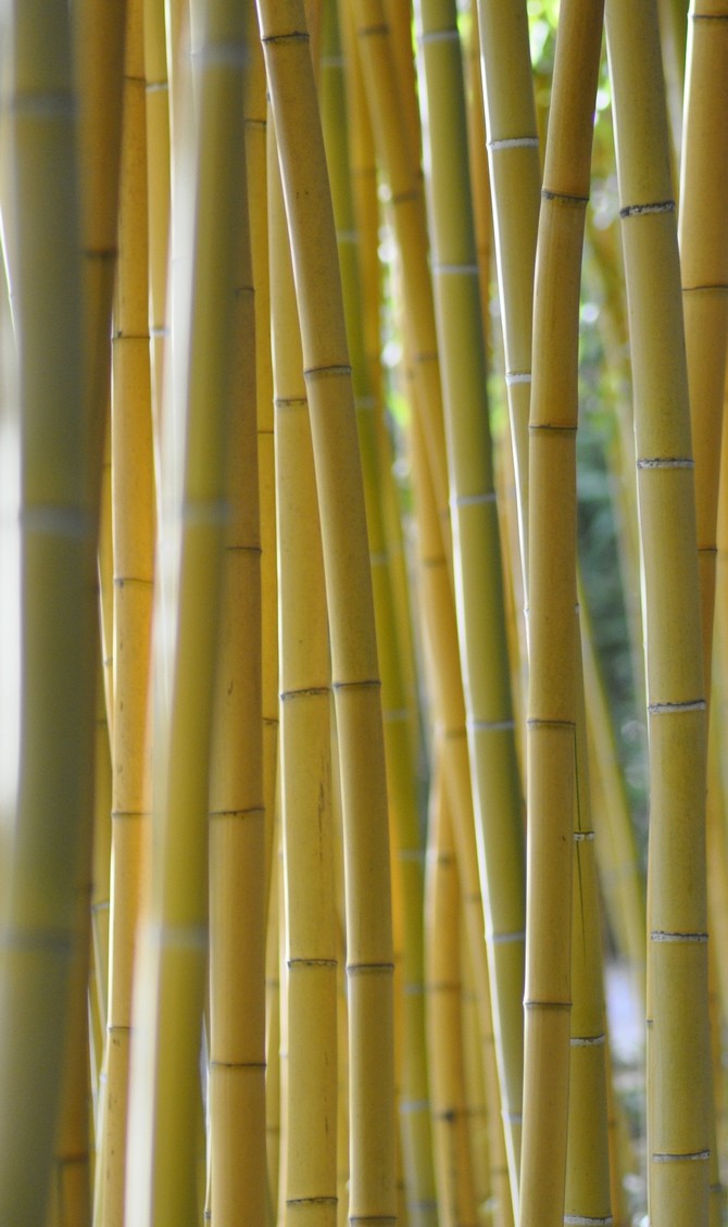 Phyllostachys sulfurea, l'un des plus beaux bambous © Simon Crouzet