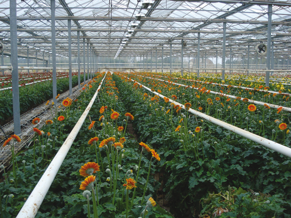 La certification Plante Bleue concerne toutes les productions ornementales. Pépinières, plantes en pot, la fleur coupée