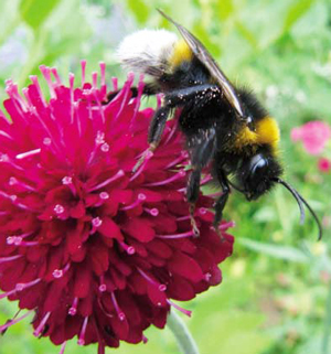 Bourdon (Bombus psythyrus vestalis), très fréquent en juin-juillet dans nos jardins, c'est un bourdon coucou car la femelle s'infiltre dans le nid de son hôtesse, cachée par un "masque" d'odeurs hormonales. - © Gilles Roux  