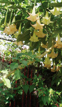 Le Brugmansia spp., La Reunion. - © Jean-François Coffin