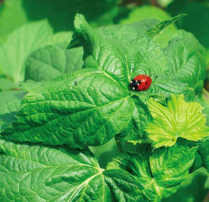 Coccinelle (Coccinella septempunctata), la "bête à bon Dieu" , est l'amie du jardinier. Elle dévore les pucerons au jardin. - © Gilles Roux   