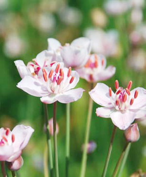 La floraison délicate du butome, Butomus umbellatus. Entre jardins d'agréments et ouvrages d'assainissement, les jardins de pluie déploient une étonnante diversité de solutions techniques - © Gilles Carcasses