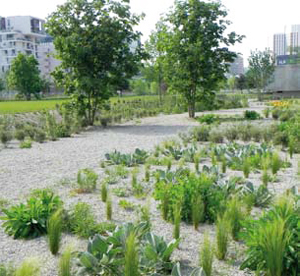 Le jardin d'infiltration du parc de Billancourt, à Boulogne-Billancourt (Hauts-de-Seine), planté de stipa, verbascum, vitex, brachyglottis... - © Gilles Carcasses