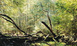 L'arbre tombé après la tempête dans la forêt de Sénart, un futur habitat pour de nombreuses espèces. - © Alain Guerrier / MAP 