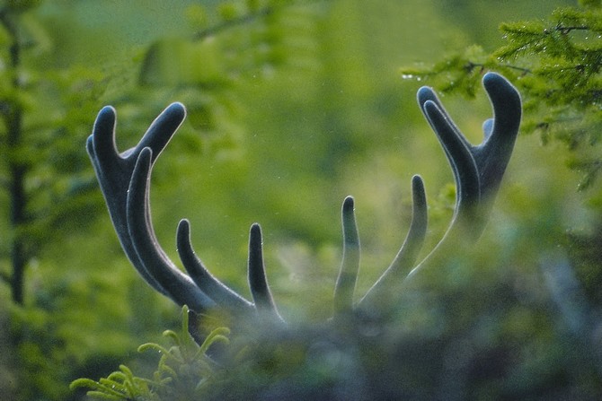 La forêt, lieu de mystère et d'angoisse © Philippe Moes