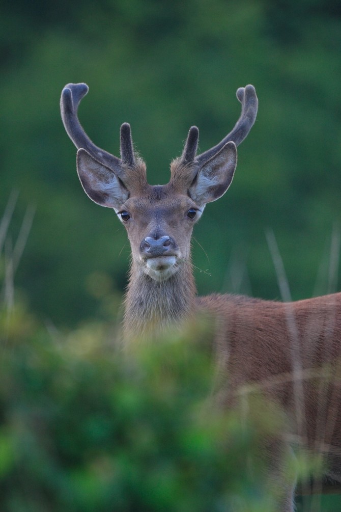 Cerf © Philippe Moes