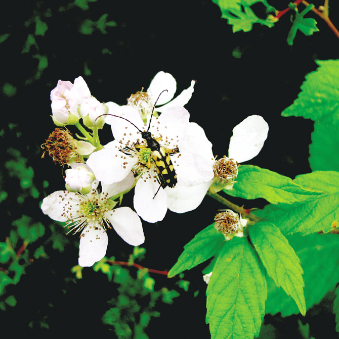 Les insectes sont une part importante de la biodiversité forestière. - © B Nusillard