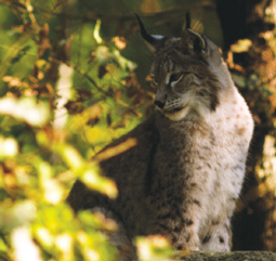 Lynx d'Europe © Jean-Louis Pratz