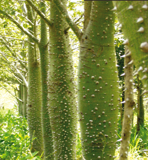 Une plantation de Painera chorysia au Brésil : ces arbres captent le CO2 de l'atmosphère et le transforment en molécules organiques - © Clément Chenost 
