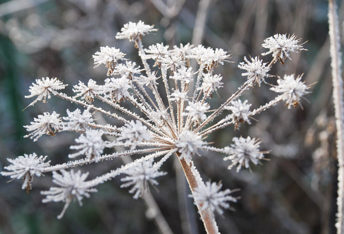 Quand le froid s'installe au jardin © Gilles Carcasses 