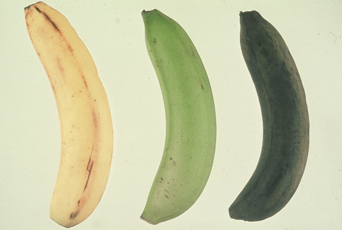 Aspects de bananes conservées à 20°C (à gauche), 12-13°C (au centre) et 0-1°C (à droite). A des températures trop basses (0-1°C), la peau des bananes noircit car les tissus sont malades du froid sans gel. - © Françoise Corbineau