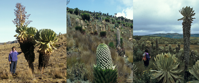 Exemples de convergence adaptive chez les plantes pachycaules. De gauche à droite, Senecio Keniodendron (Asteracées) et Lobelia deckenii ssp keniensis (Campanulacée), toutes deux ici au mont Kenya vers 4000 m ; Espeletia  pycnophylla (Astéracée, ici dans les Andes en Equateur vers 4000 m). - © Serge Aubert 