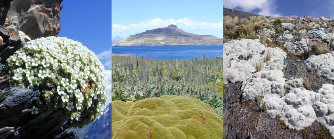 Exemples de convergence adaptive chez les plantes en coussins. De gauche à droite : Androsace helvetica (Primulacées, ici à 2700 m dans les Alpes) ; Azorella selago (Apiacée, ici sur les îles Kerguelen) ; Raoulia eximia (Astéracée, ici dans les montagnes néo-zélandaises à 1700 m). - © Serge Aubert