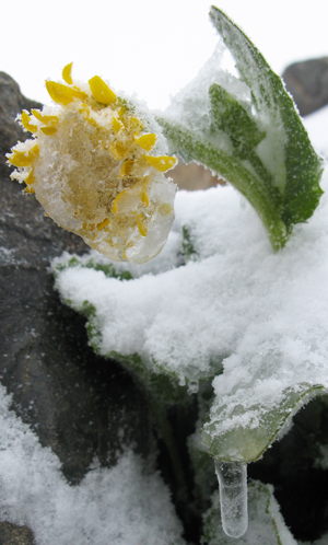Doronic à grandes fleurs (Doronicum grandiflorum, Astéracée) après une chute de neige au mois de juillet à 2500 m d'altitude dans les Alpes. - © Serge Aubert  