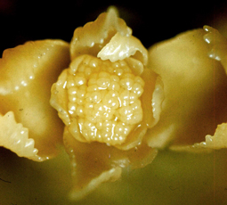 Ebauche d'inflorescence dormante, telle que l'on peut l'observer par dissection d'un bourgeon d'hortensia en hiver. - © Pierre Lemattre