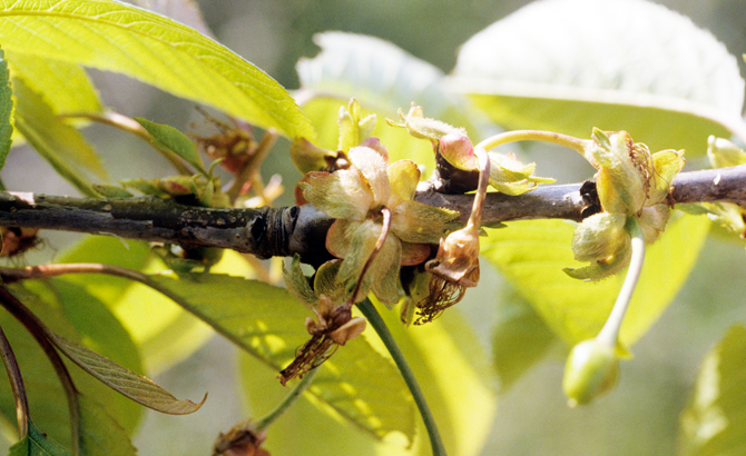 Fleurs de cerisier avortées à la nouaison, un autre symptôme causé par le gel. Lorsque les températures froides sont permanentes, seuls les végétaux qui présentent des modifications structurales et physiologiques permanentes, peuvent survivre. - © Nicole et Patrick Mioulane / MAP