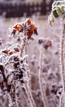 Le froid a piégé les fleurs et les bourgeons du rosier Rosa rugosa… - © Daniel Lejeune