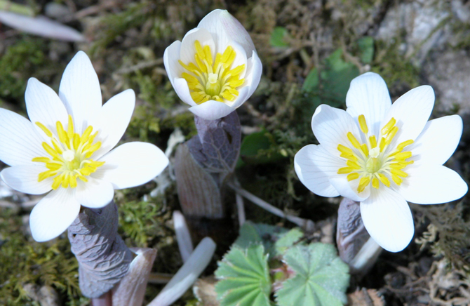 Plante vivace  rhizomateuse de la famille des Papaveracées, la sanguinaire du Canada (Sanguinaria canadensis) fleurit dans les sous-bois tôt au printemps. Son nom vient du latin sanguinarius, saignant, en référence au latex rouge contenu dans le rhizome. - © Christian Chauplannaz 