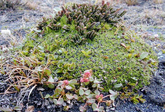 Un coussin de Silene acaulis (Saxifragacée des Alpes et de l'arctique, ici au Sptizberg en Norvège) colonisé par plusieurs espèces qui profitent du microclimat favorable du coussin (évitement du froid et du vent).© Serge Aubert  