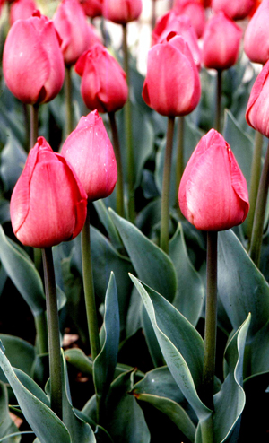Floraison régulière de tulipes après forçage © DR