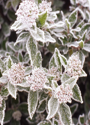 La fine dentelle de cristaux couvre les feuillages (Viburnum tinus) - © Daniel Lejeune