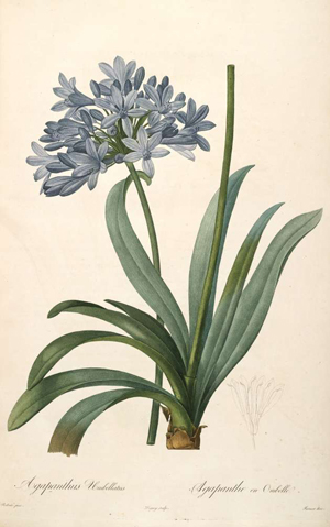 Agapanthus africanus © La Belgique Horticole