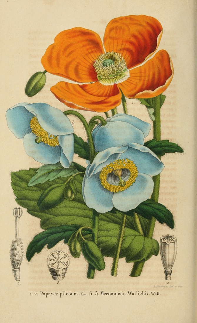 Papaver et meconopsis © Belgique Horticole 1854