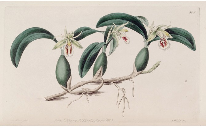 Clogyne fimbriata © botanical registrer 1825