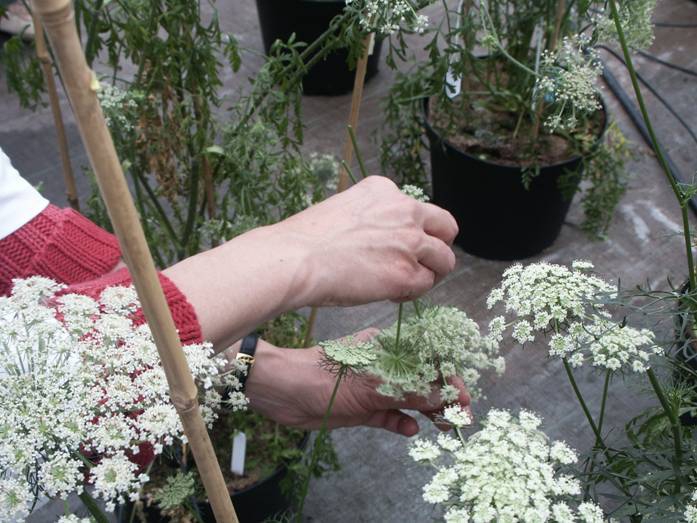 Fleurs de carotte, la polinisation manuelle © Equipe carotte Agrocampus ouest