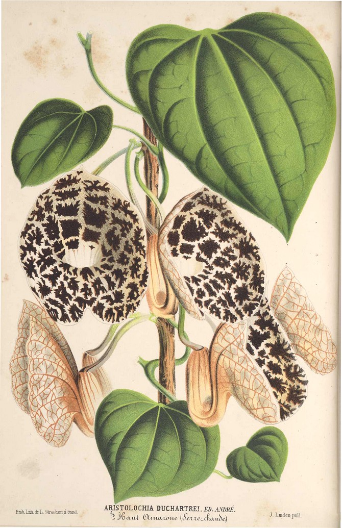Aristolochia duchartrei © Illustration Horticole 1870