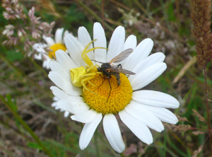 Thomise chargée (Thomisus onustus) - © Vincent Albouy