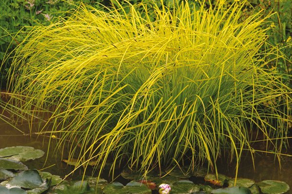 Carex elata 'Aurea'