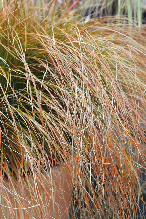 Carex testacea