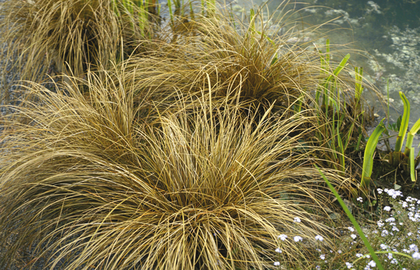 Carex comans 'Bronze'