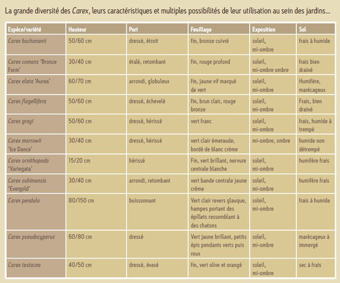 La grande diversité des Carex, leurs caractéristiques et multiples possibilités de leur utilisation au sein des jardins