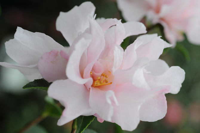 Camellia sasanqua Petite - © Marité Roué